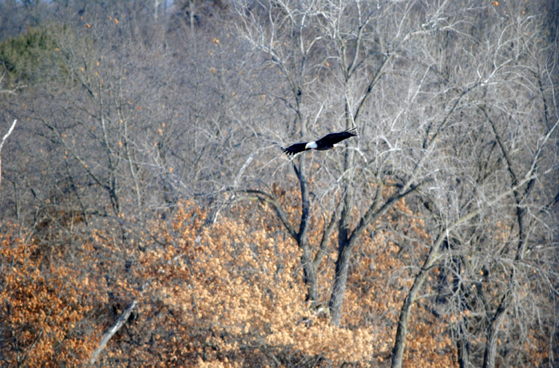 Bald Eagle